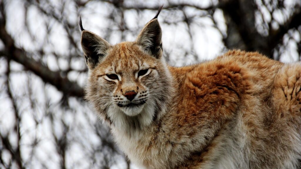 Campaign to bring back wolves and lynx to Britain's countryside dashed ...