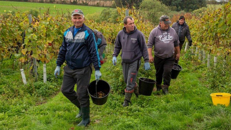 A group of five Romanian workers walk through an English vineyard wearing gloves and carrying buckets for picking grapes.